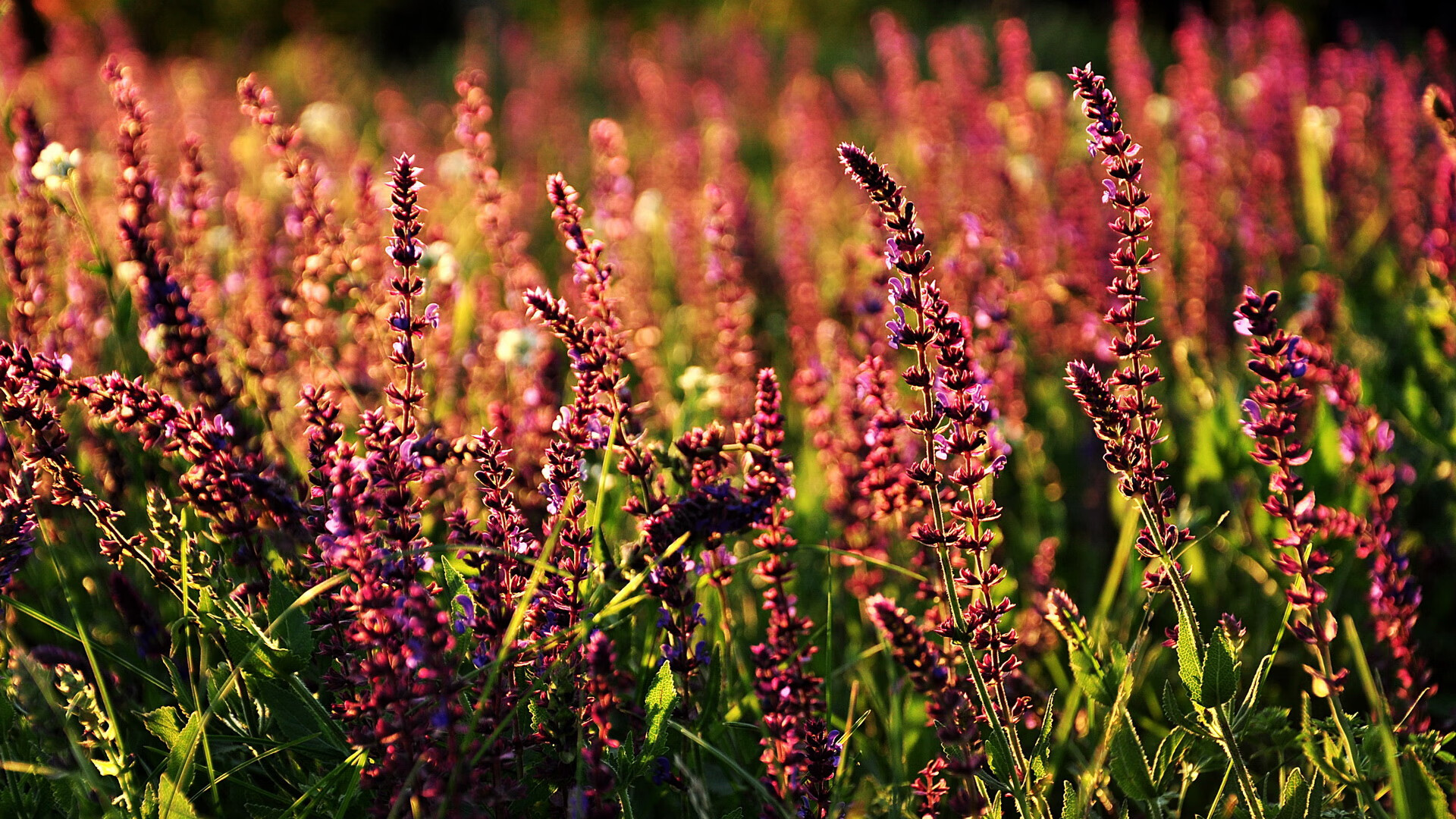 爱游戏官方-“德甲豪门开足马力，冲击冠军宝座”，德甲土豪球队