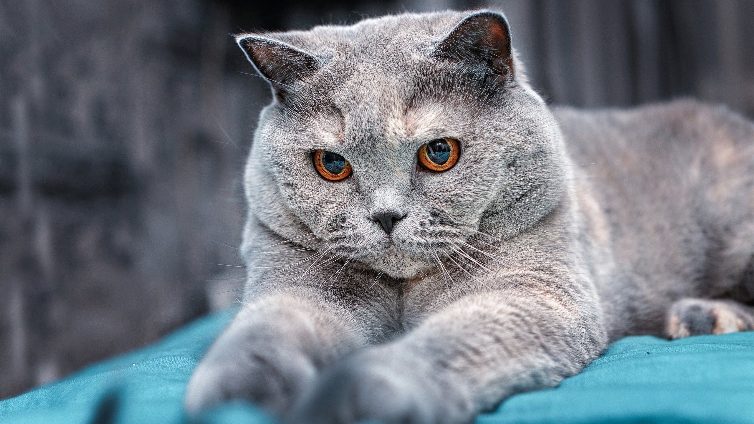 AYX GAMING-“法甲激战连连，豪门追逐冠军宝座”，法甲豪门宣布全队停薪