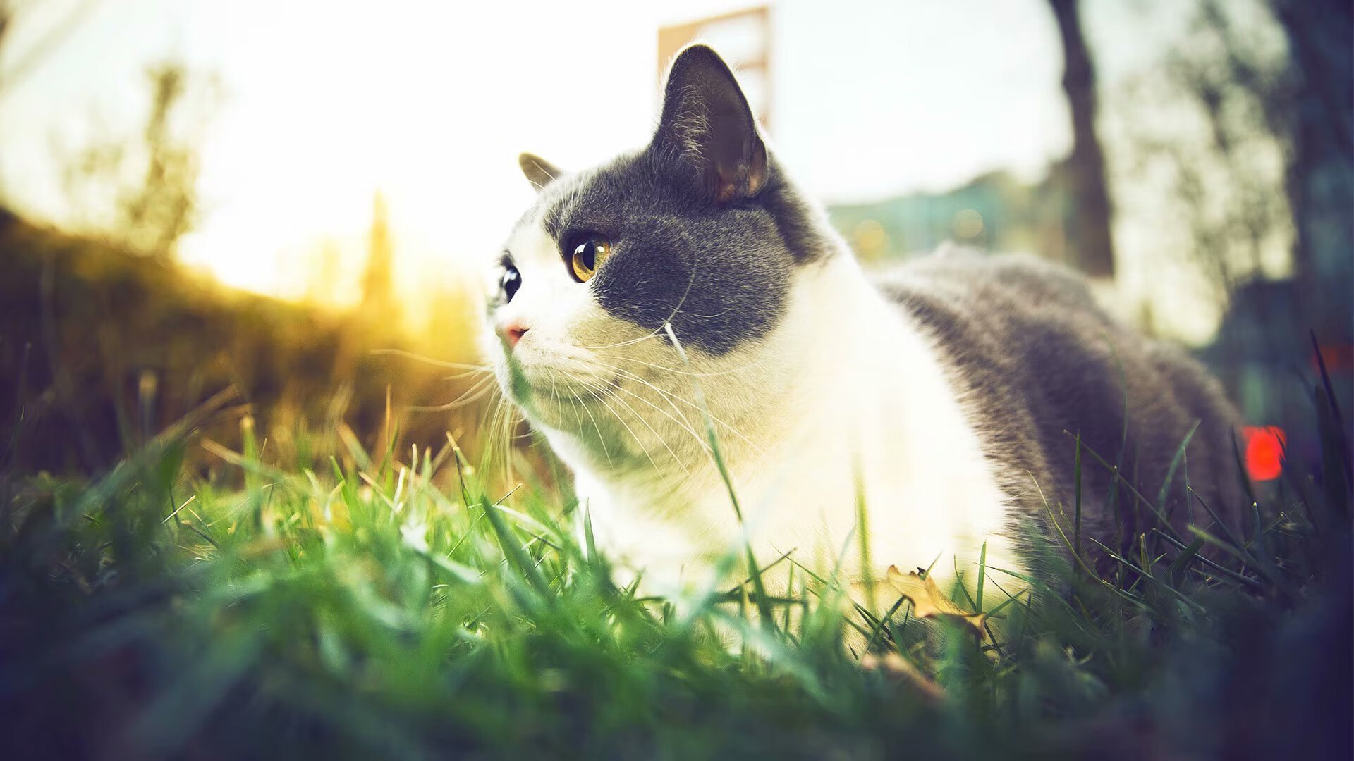 AIYOUXI.COM-太阳在客场奋战到最后一刻，布克投中制胜三分，带队成功逆转骑士！