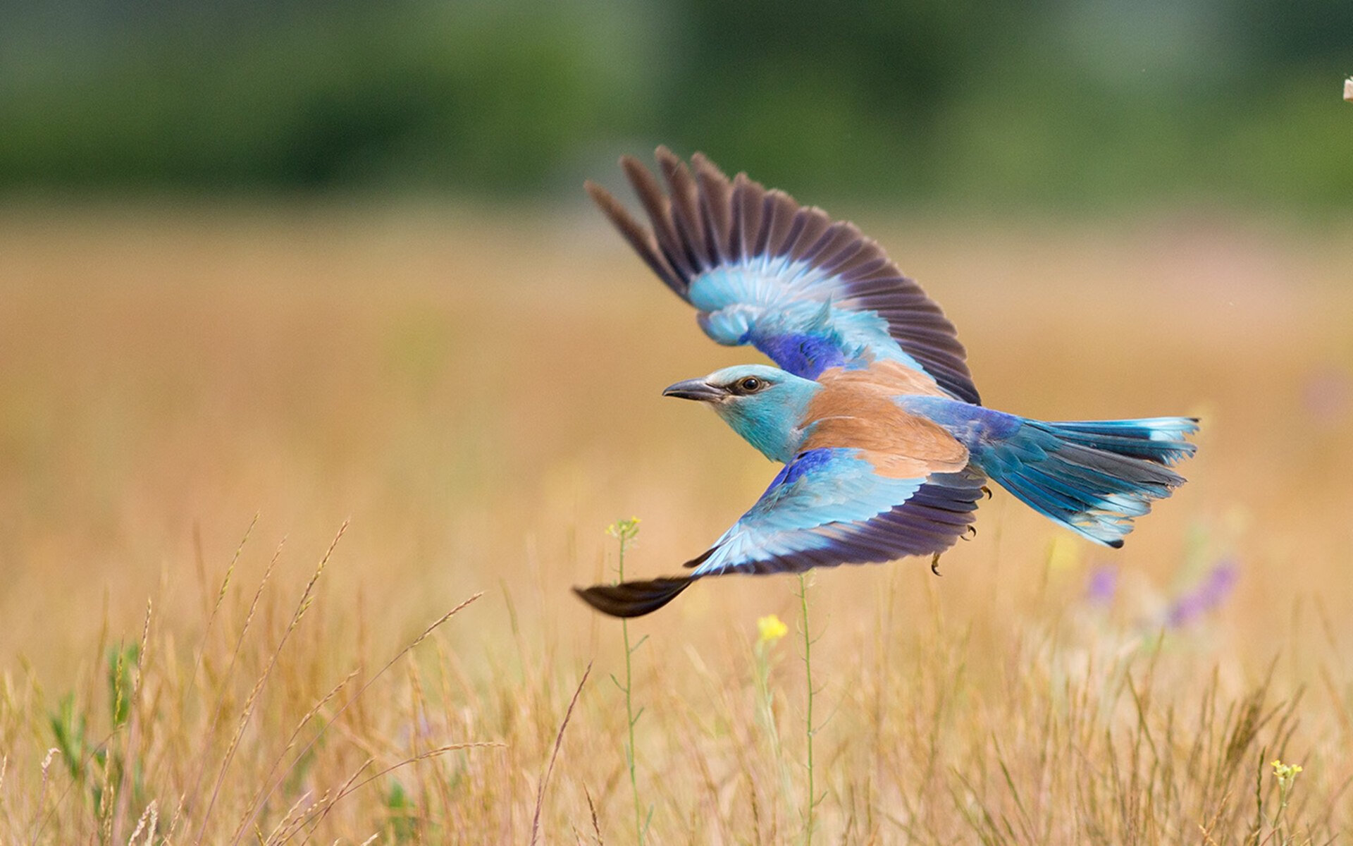 青少年篮球“快乐成长”在河北开启,丰富校园文化,青少年篮球宣传文案