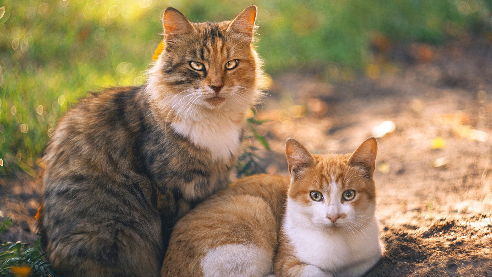 AYX体育-EDG选手社交媒体活跃，edg参赛选手