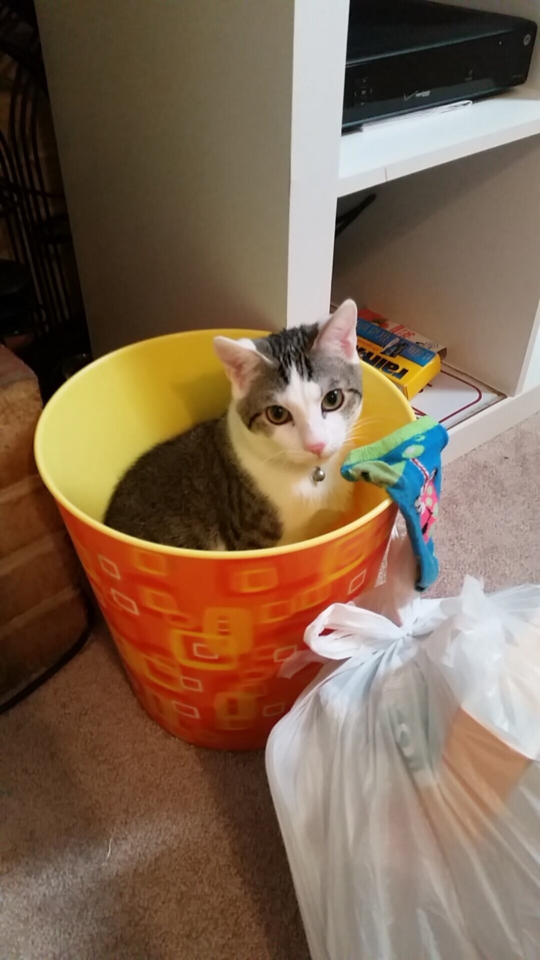 布莱顿客场逼平纽卡斯尔,缓解颓势,布莱顿vs纽卡斯尔比分预测