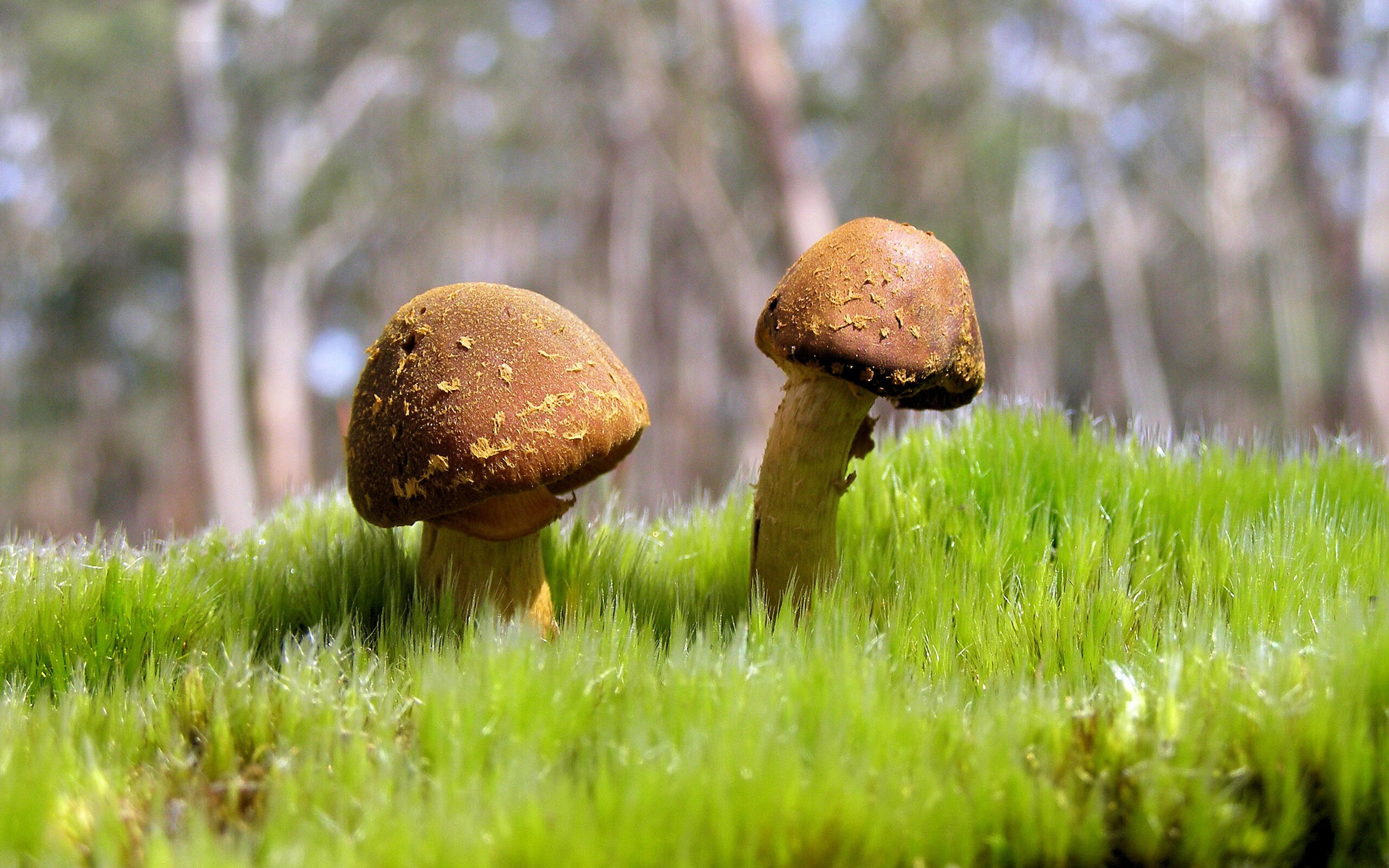 爱游戏平台-深度解析排球联赛裁判误判影响，排球挑战裁判失败的后果