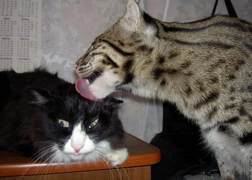 绿军篮球风潮再起，欧文彰显领袖魅力，欧文在绿军的数据