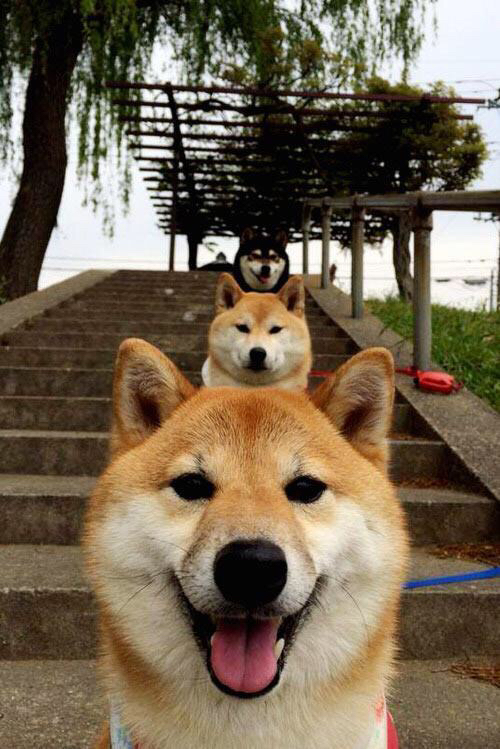 -西班牙篮球战术体系多样化，西班牙篮球战术体系多样化的原因