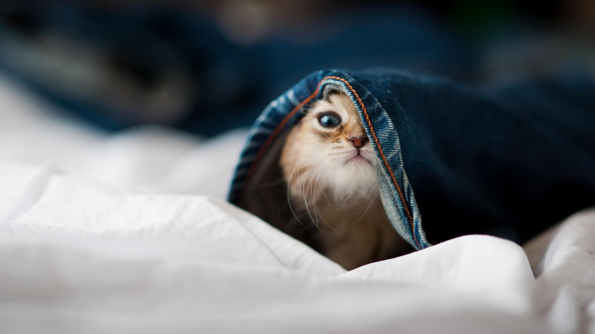 爱游戏体育app-贵州队战绩不佳，球队面临保级压力，贵州队足球俱乐部