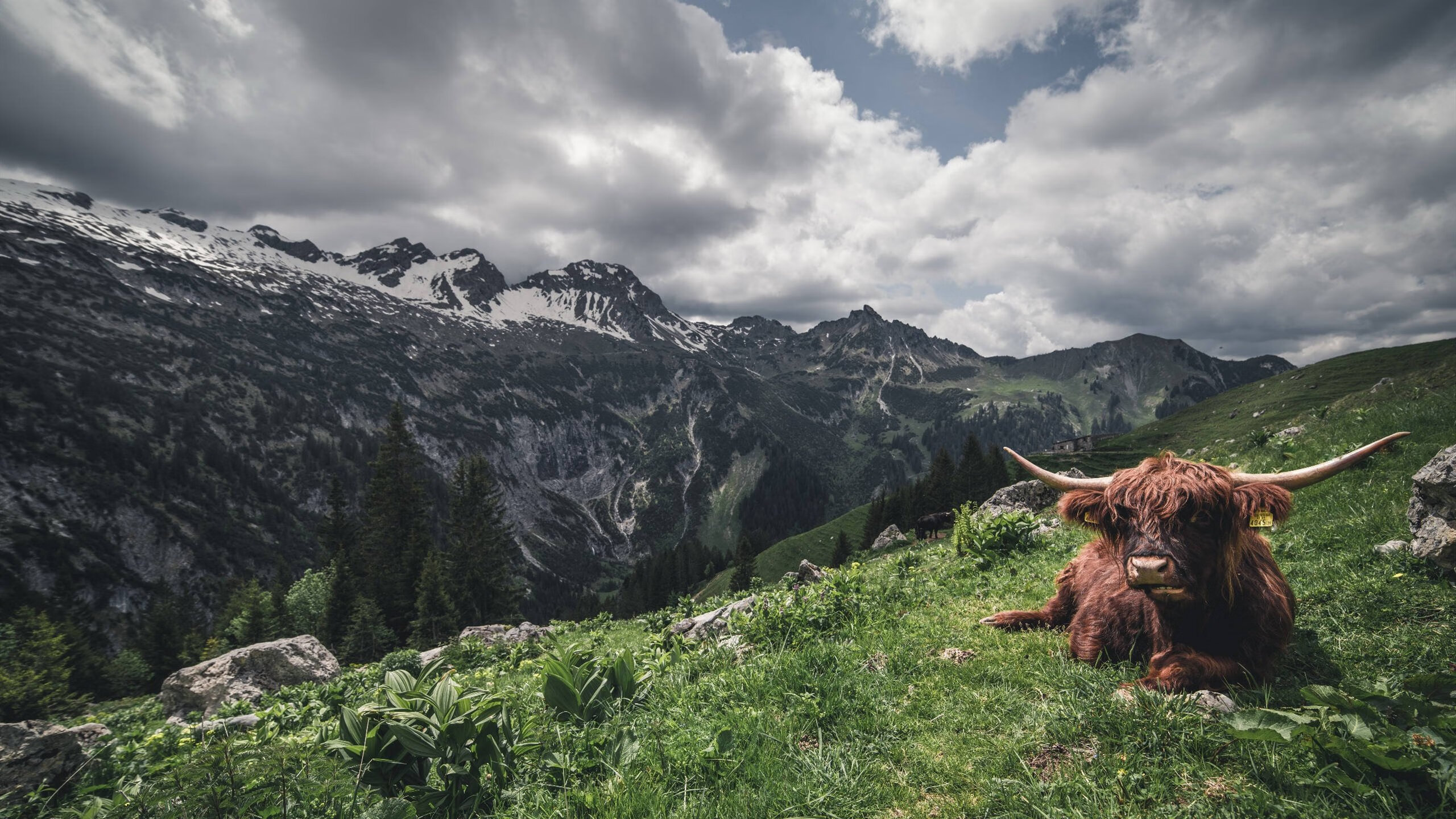 阿尔阿赫利球队整体实力增强,阿赫利vs德独立