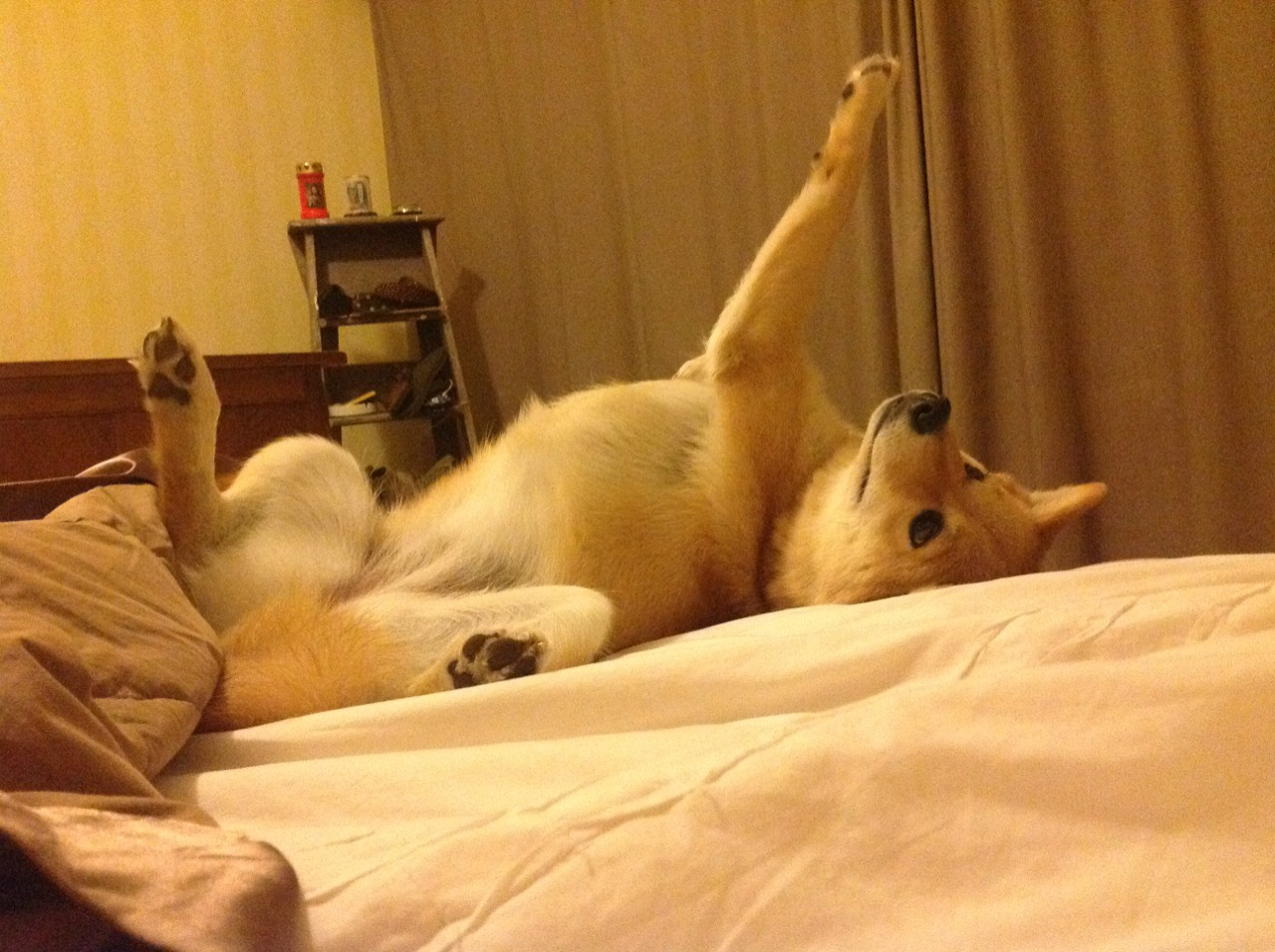 意甲联赛焦点：拉齐奥与罗马的罗马德比，罗马和拉齐奥是德比吗