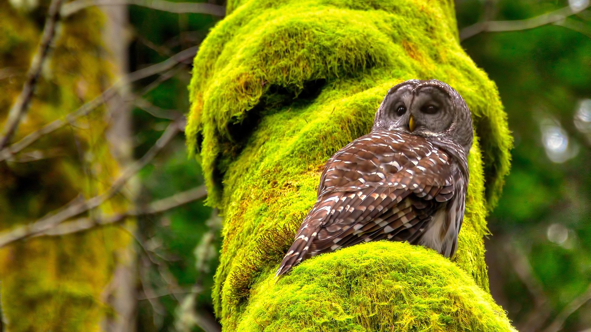 爱游戏娱乐-中国男篮提升篮板球争夺效率，中国篮球篮板高度是多少