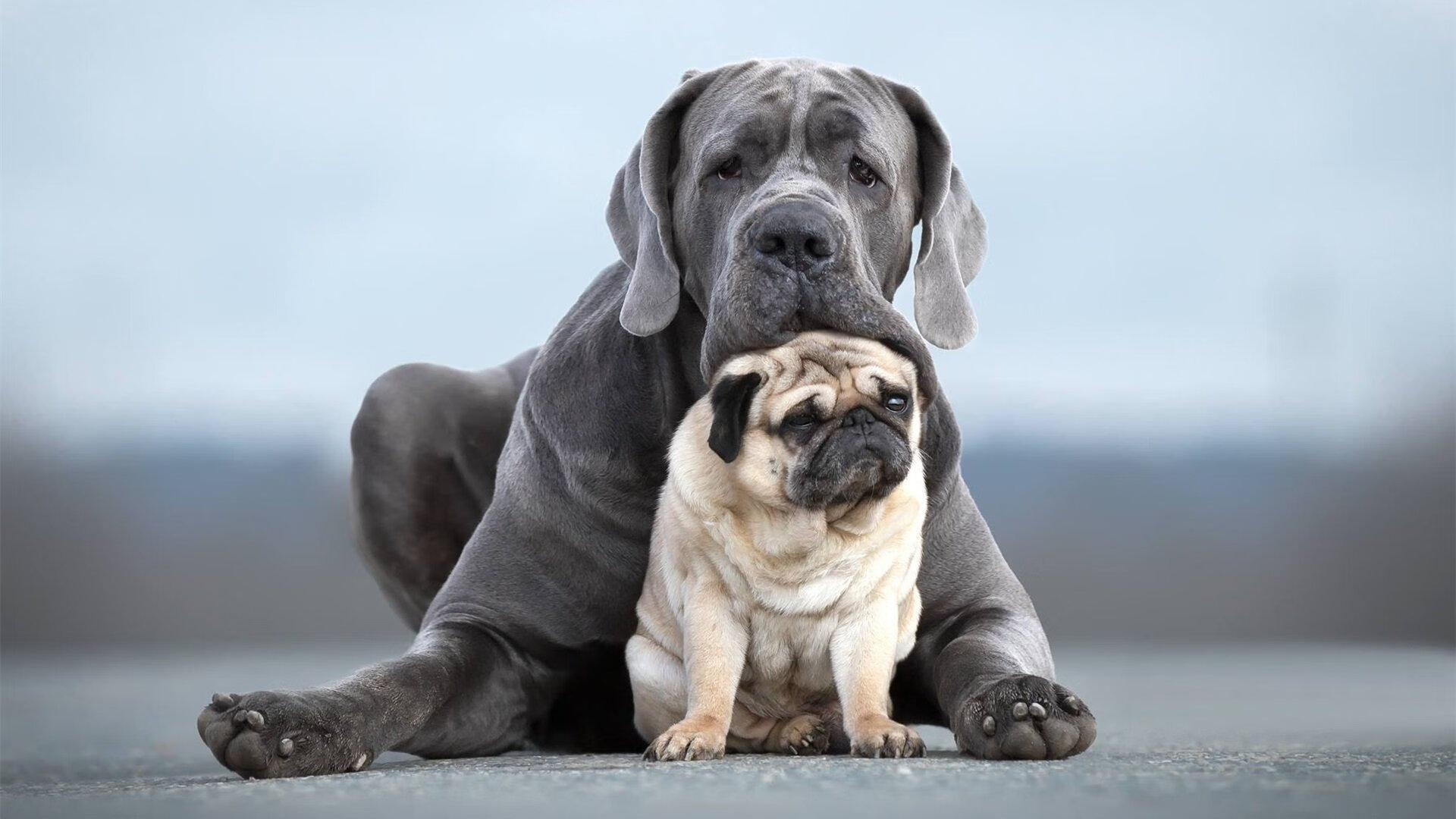 恩比德篮下脚步灵活连续打成高难度进攻,恩比德复出首战砍下24分8板2助3帽