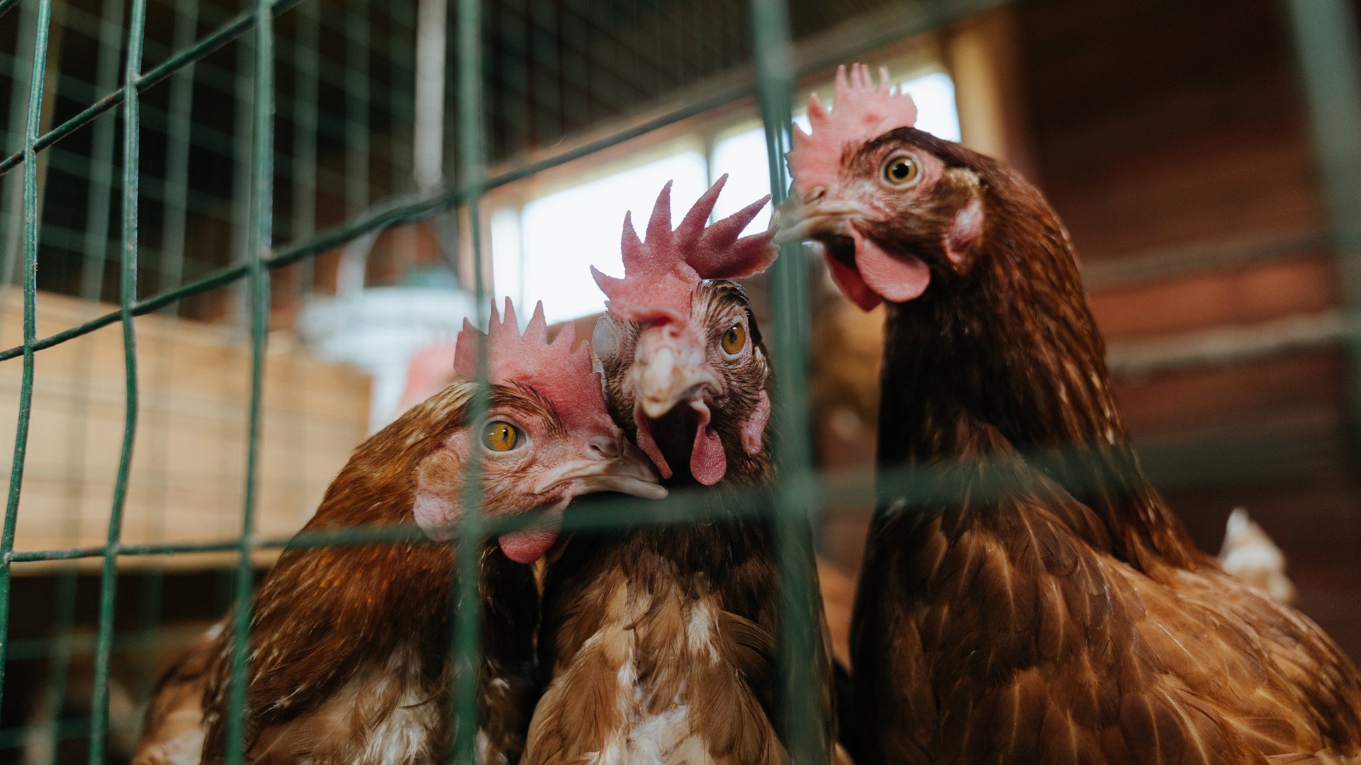 福特的突破能力让全黑队进攻充满变化与活力,福特多少钱黑色