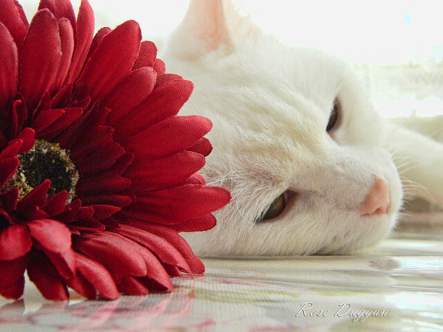 爱游戏体育（AYX）官方APP下载-羽毛球训练科学饮食建议获专家认可，羽毛球的科学锻炼方法及注意