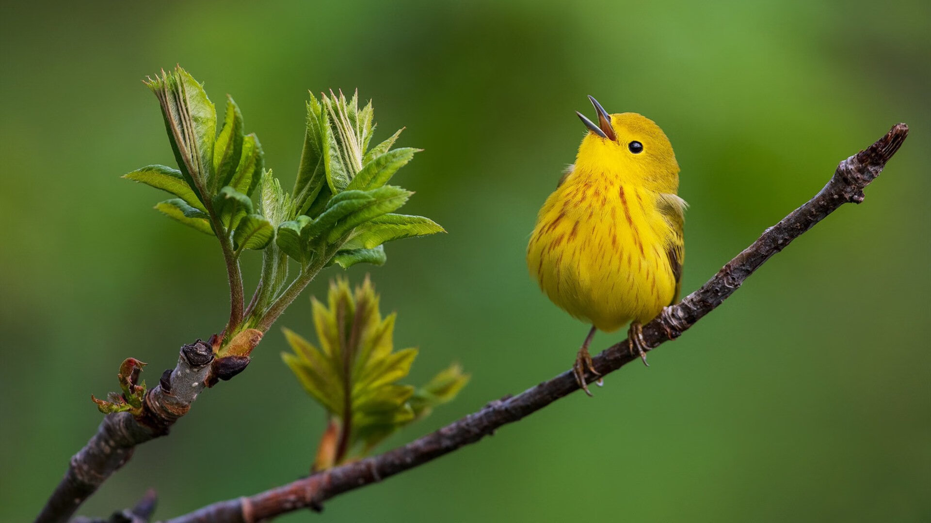 霍勒迪末节连续命中帮助雄鹿锁定胜局,霍勒迪顶薪续约雄鹿